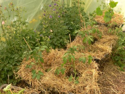 Biogarten Biogemüse Gewächshaus Kompost Mulchen Tomaten