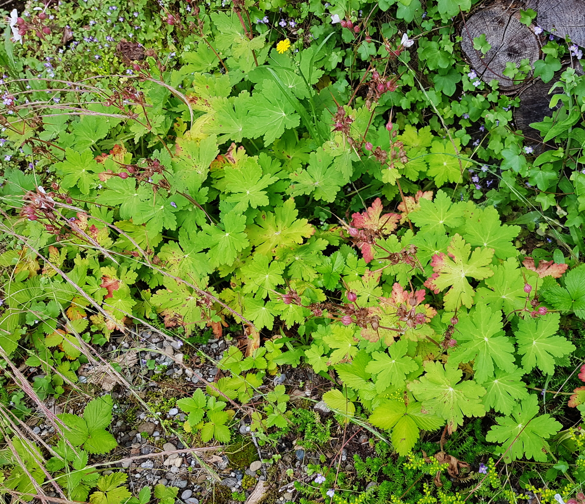Geranium macrorrhizum - Felsen-Storchschnabel Geranium macrorrhizum - Felsen-Storchschnabel