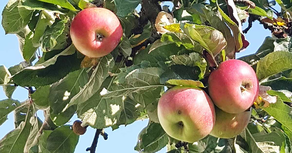 Äpfel für trockene Standorte