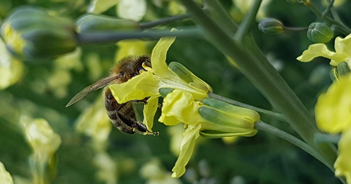 Brokkoli Blüte mit Biene