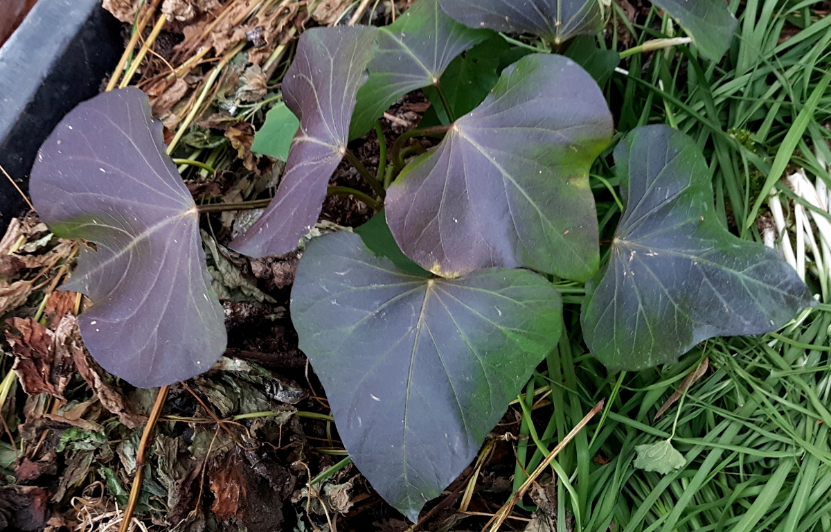 Süßkartoffel mit Transpirationsschutz Süßkartoffel mit Transpirationsschutz