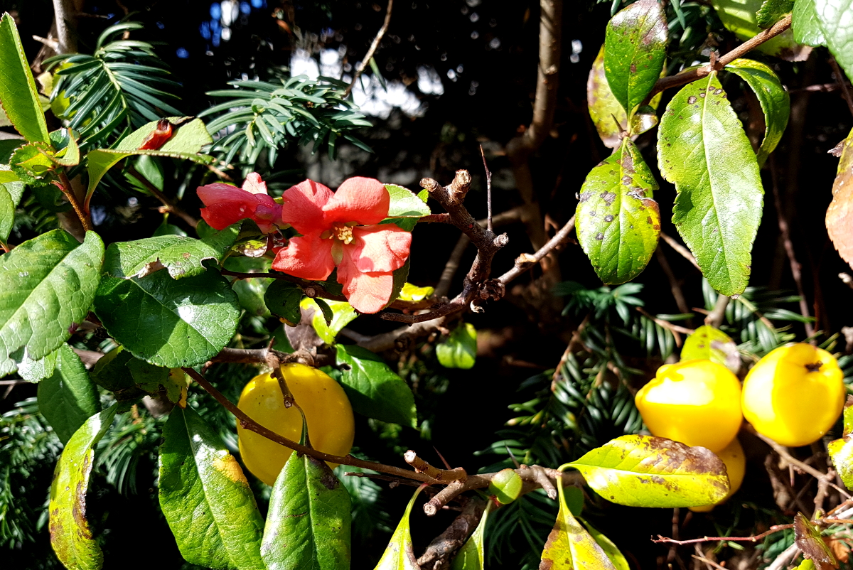 Zierquitte mit Blüten und Früchten im November