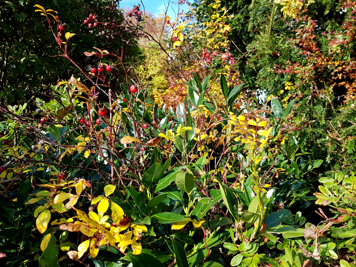 Wildrosen in Arten und Kirschlorbeer