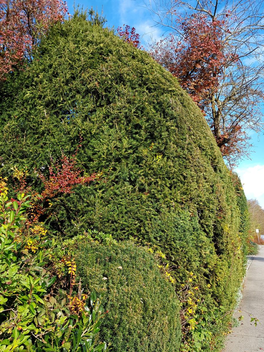 Sichtschutzhecke, auch für Lärmschutz