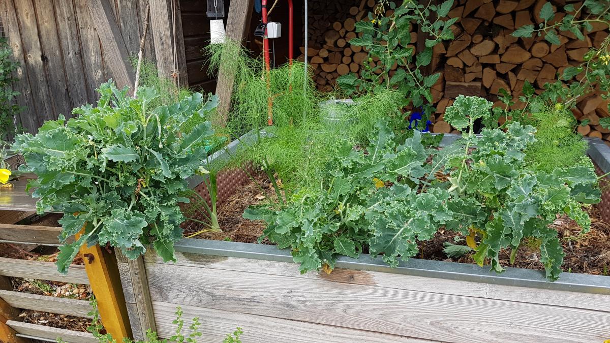 Grünkohl nach der Sommerernte Grünkohl nach der Sommerernte