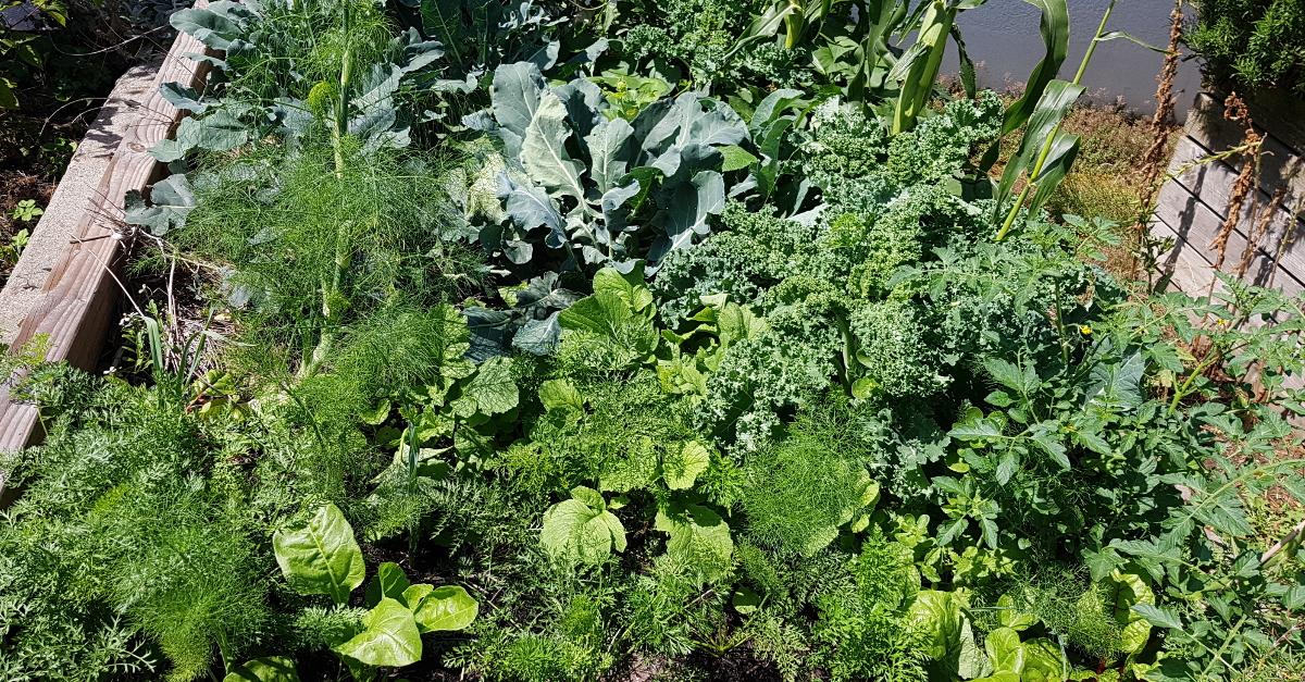 Mischkultur auf niedrigem Hochbeet Mischkultur auf niedrigem Hochbeet