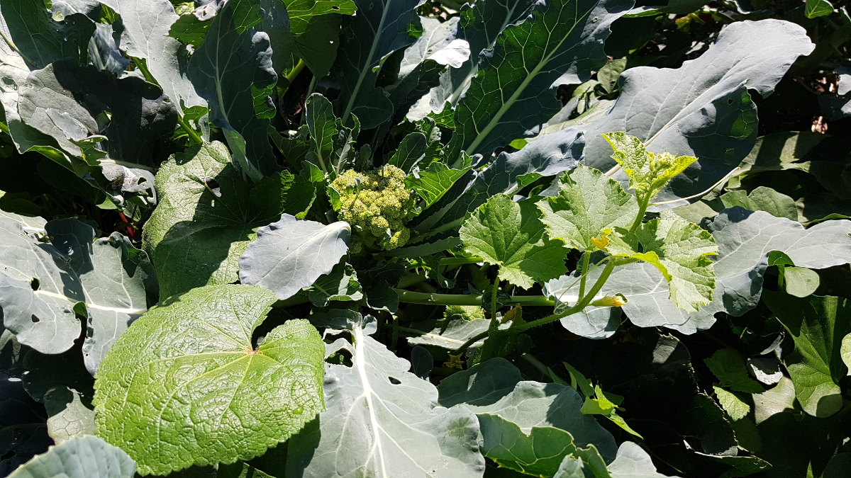 Mischkultur auf niedrigem Hochbeet Brokkoli und Kürbis? Mischkultur auf niedrigem Hochbeet Brokkoli und Kürbis?