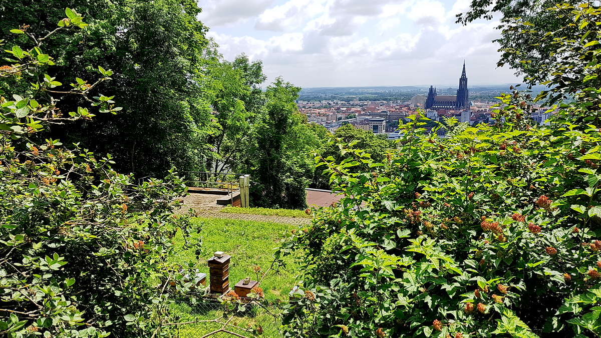 Schmetterlings-Pfad auf die Wilhelmsfeste in Ulm