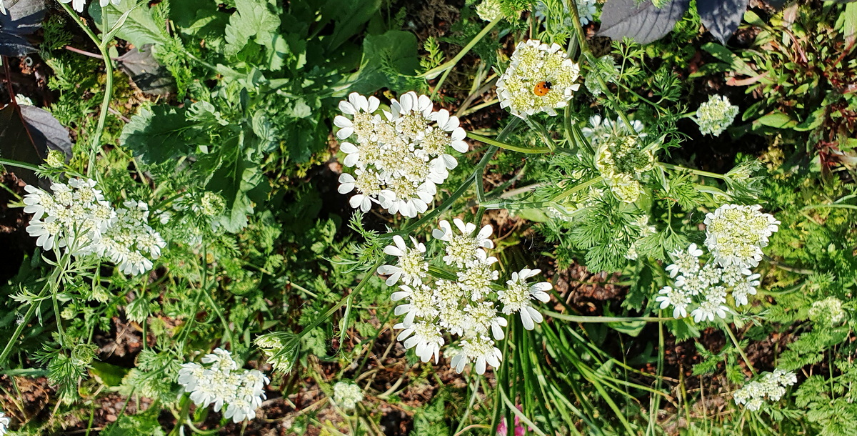 Auch die Stauden auf der Buga 2023 in Mannheim sind vorwiegend insektenfreundlich