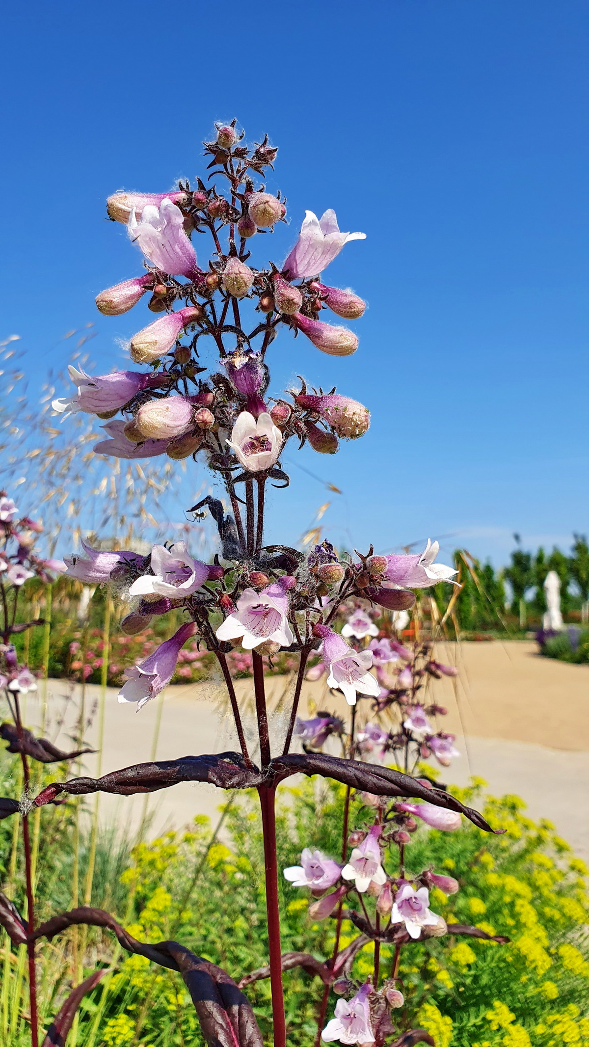 Penstemon digitalis 'Dark Towers' auf der Buga 2023 in Mannheim