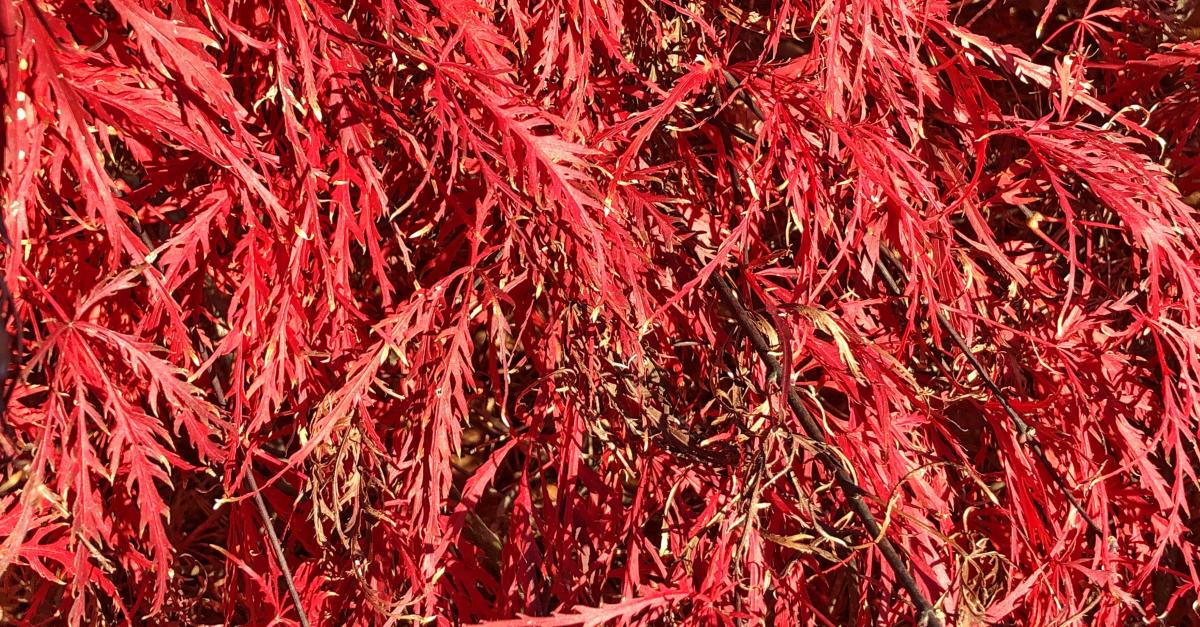 Dunkelroter Schlitzahorn	Acer palmatum 'Dissectum Atropurpureum'
