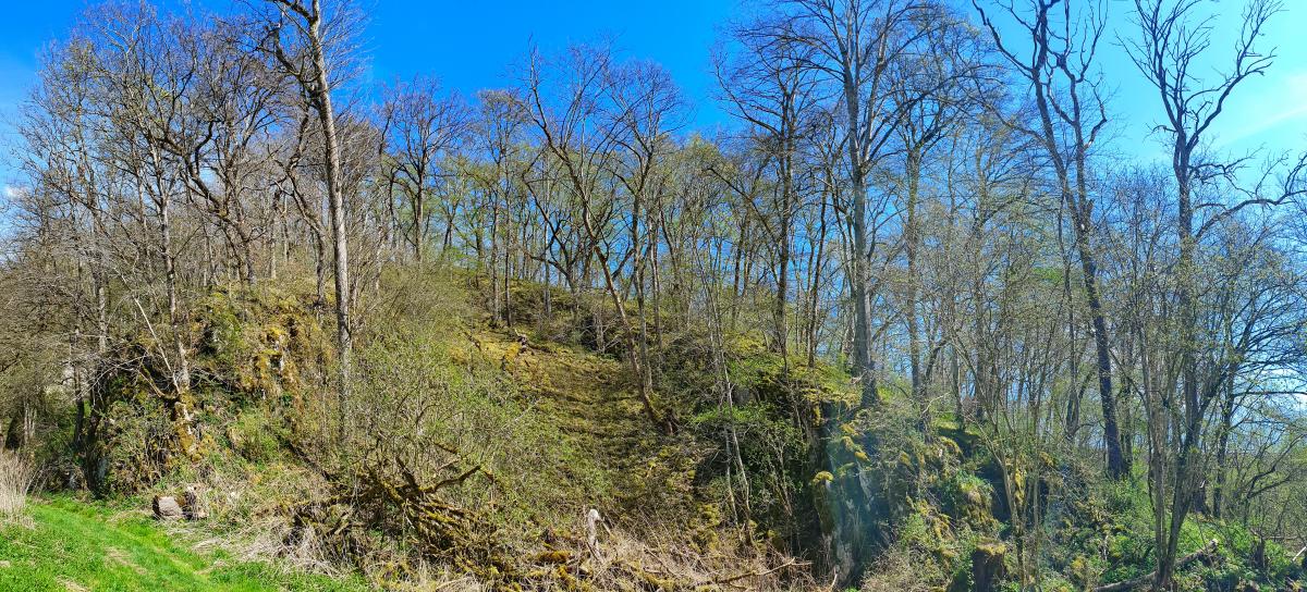 Pflanzengesellschaft Waldmeister Buchenwald - Galio odorati-Fagetum