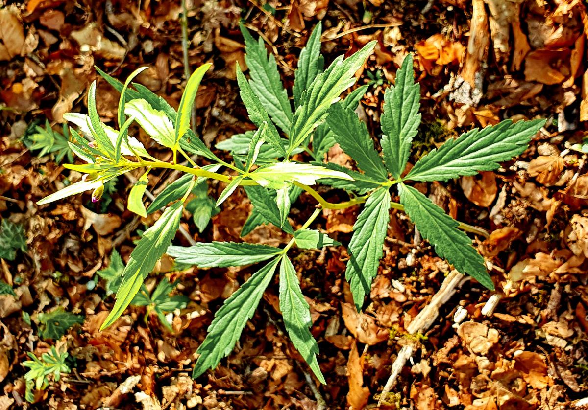 Echte Schlüsselblume (Primula veris)