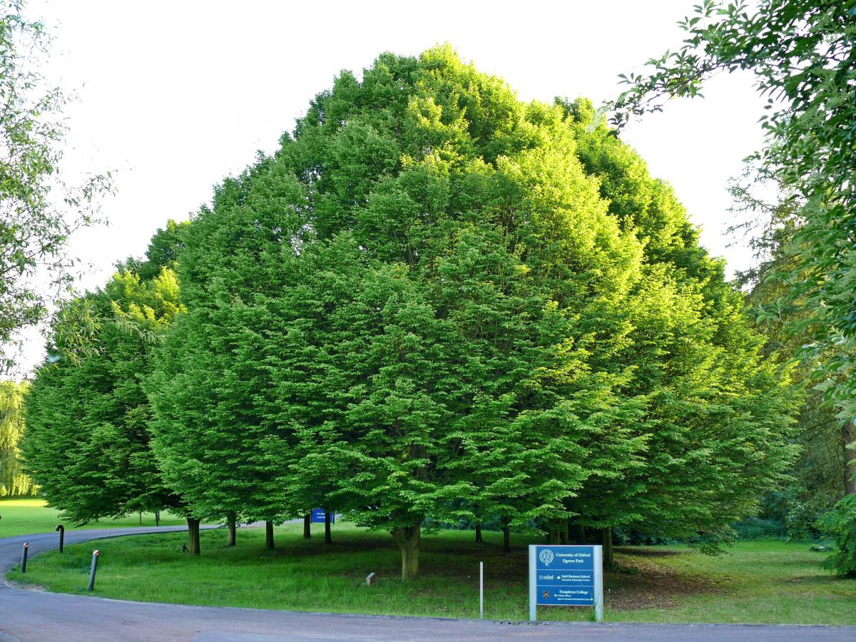 Säuleneibe 'Fastigiata' - Taxus baccata 'Fastigiata'