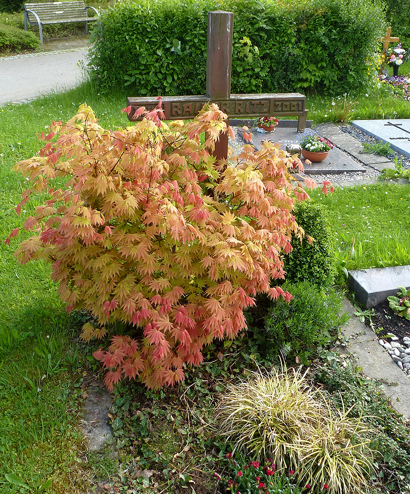 Aufteilung einer Grabbepflanzung Aufteilung einer Grabbepflanzung