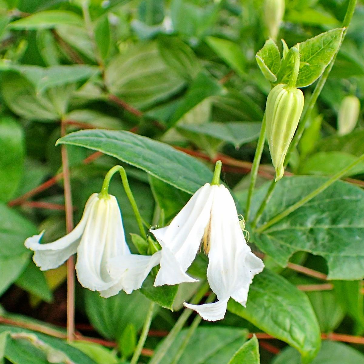 Clematis integrifolia 'Alba' Kaufen