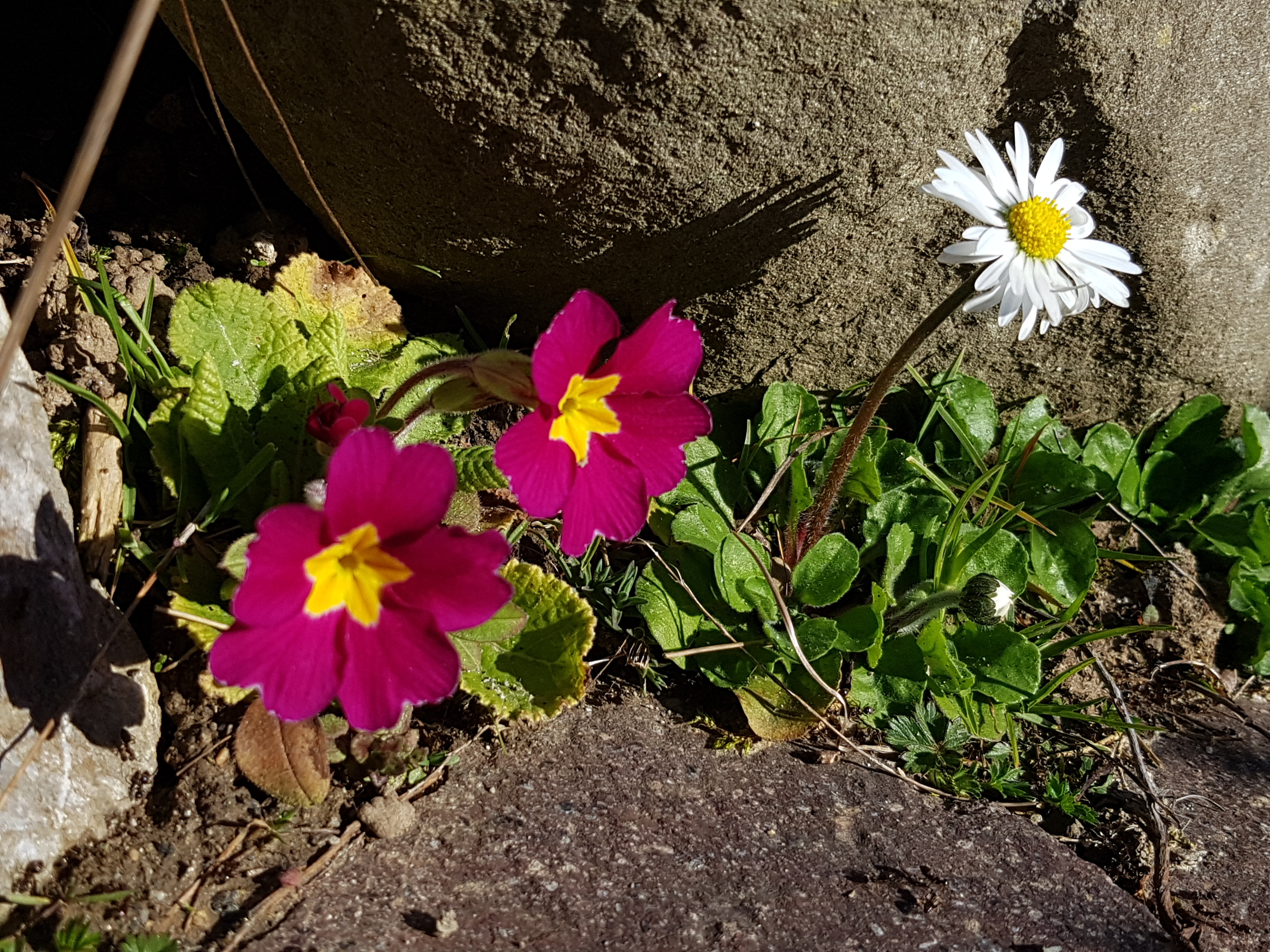 Gänseblümchen und Primel in Natursteinfugen