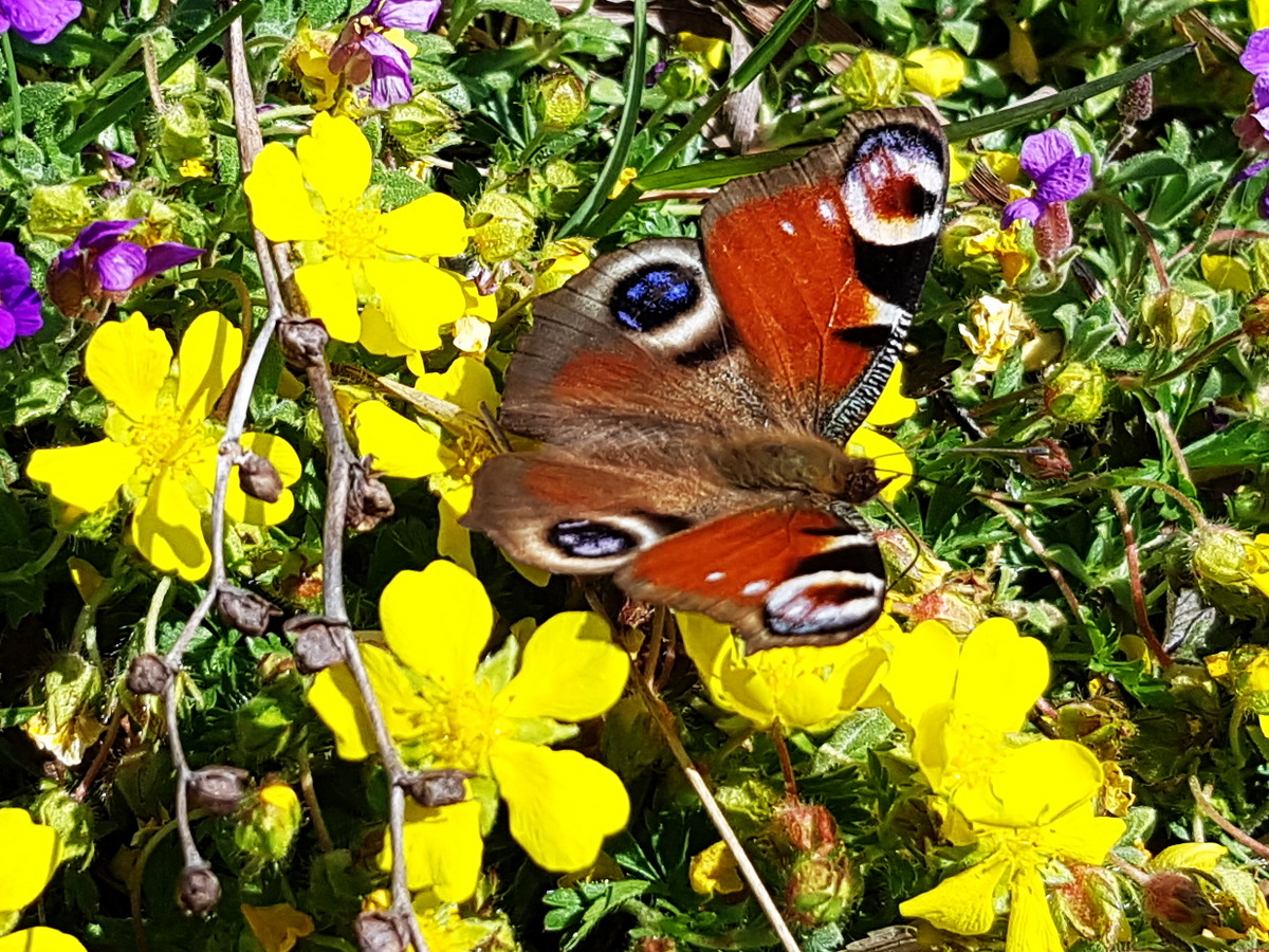 Sonnenröschen mit Pfauenauge