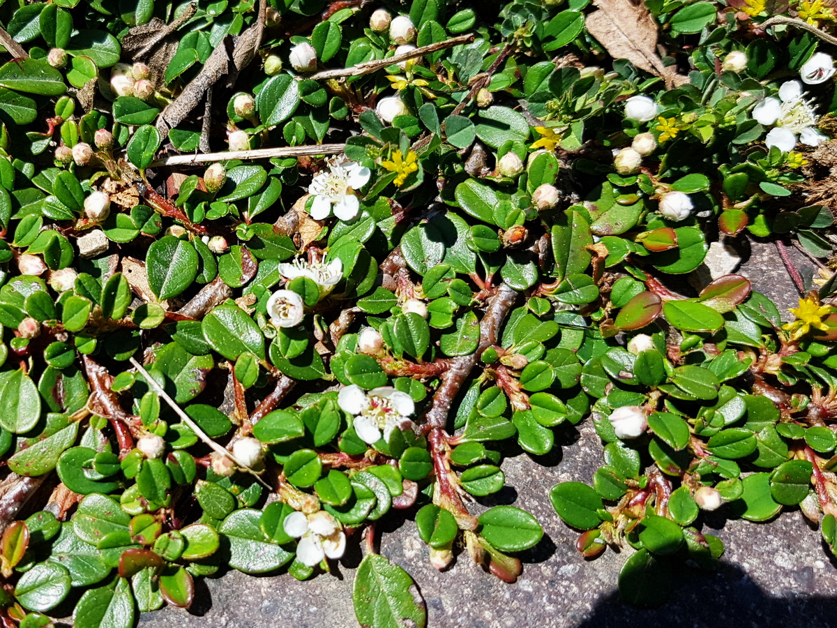 Cotoneaster microphyllus in Natursteinfugen