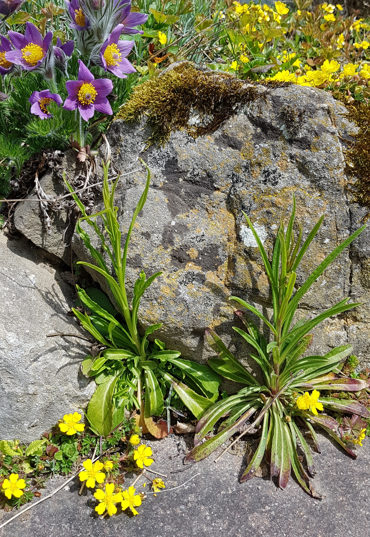 Pfirsichblättrige Glockenblume in Natursteinfugen