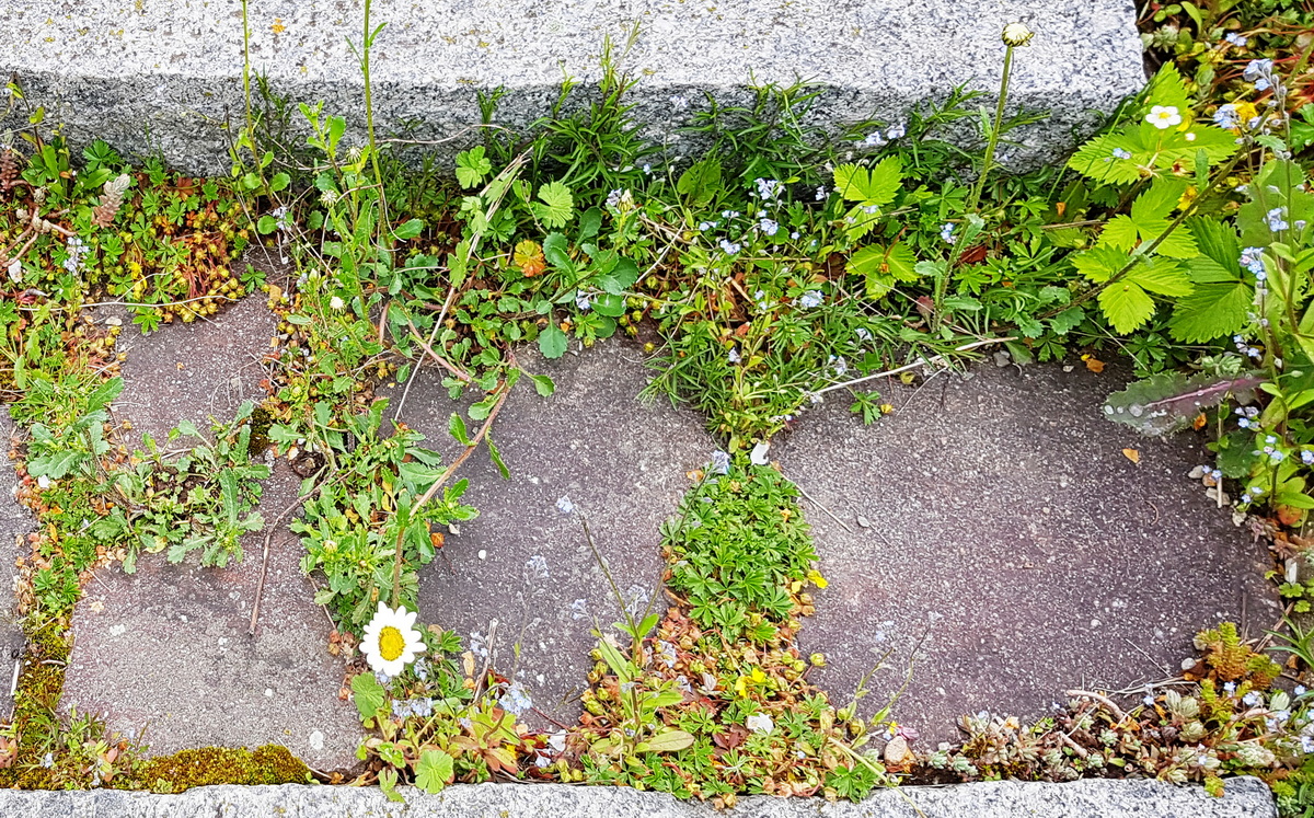 Margerite in Natursteinfugen