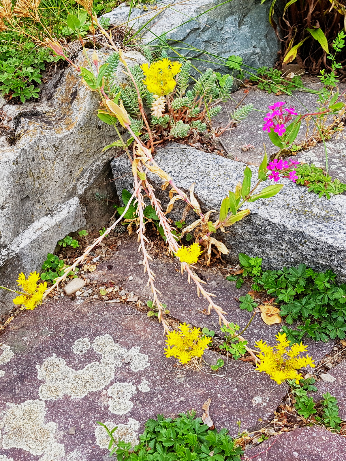 Sedum rupestre in den Fugen