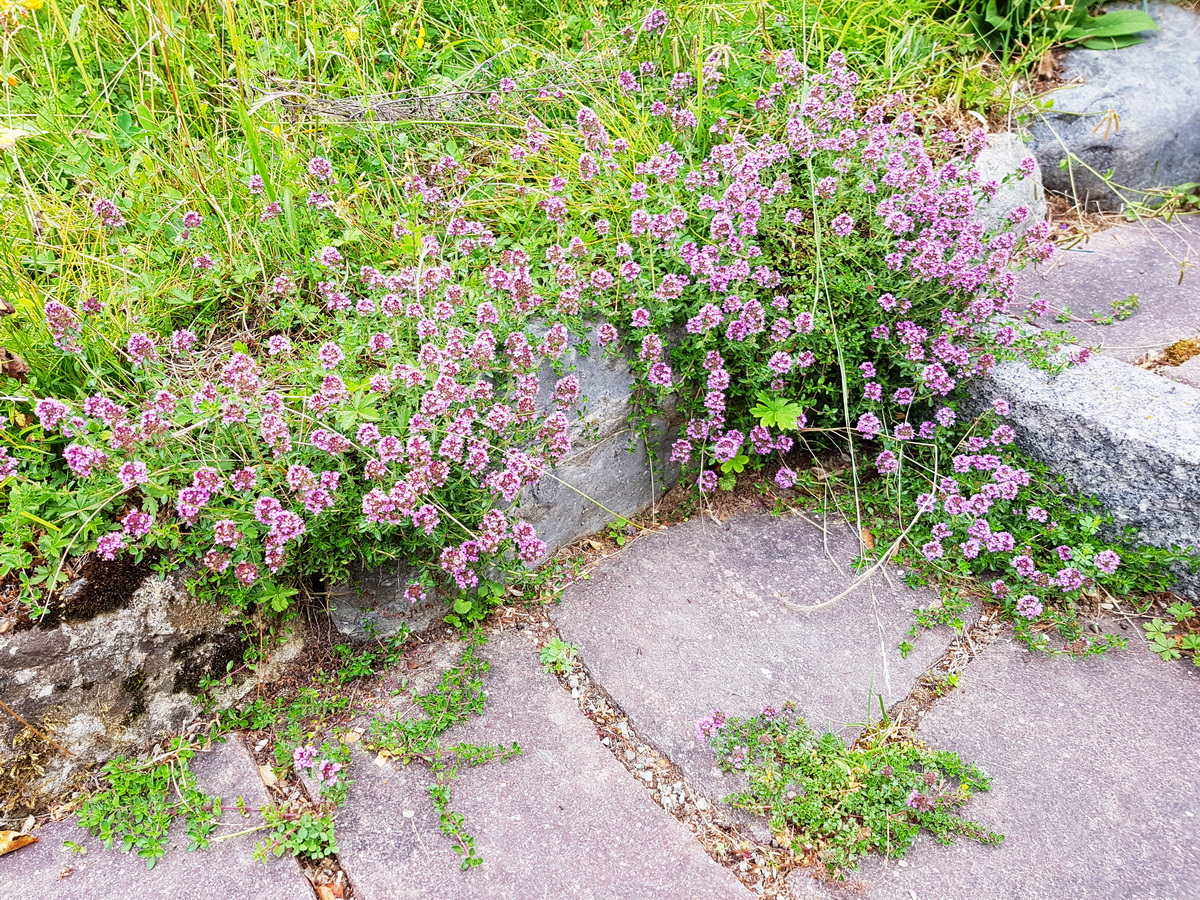 Thymian in Natursteinfugen