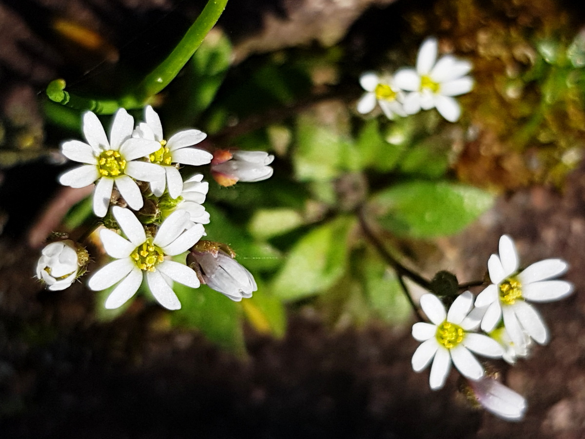 Frühlings-Hungerblümchen in Natursteinfugen