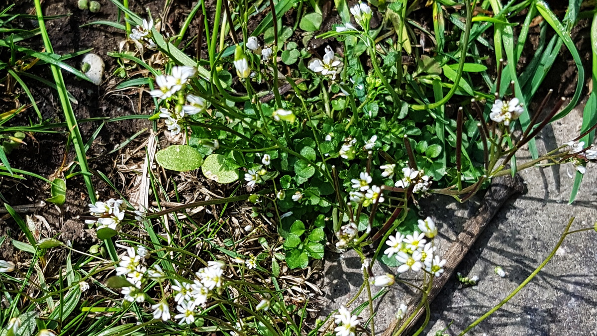 Behaartes Schaumkraut in Natursteinfugen