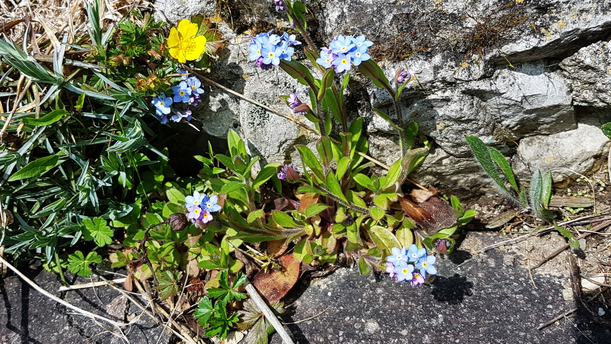 Vergißmeinicht in Natursteinfugen