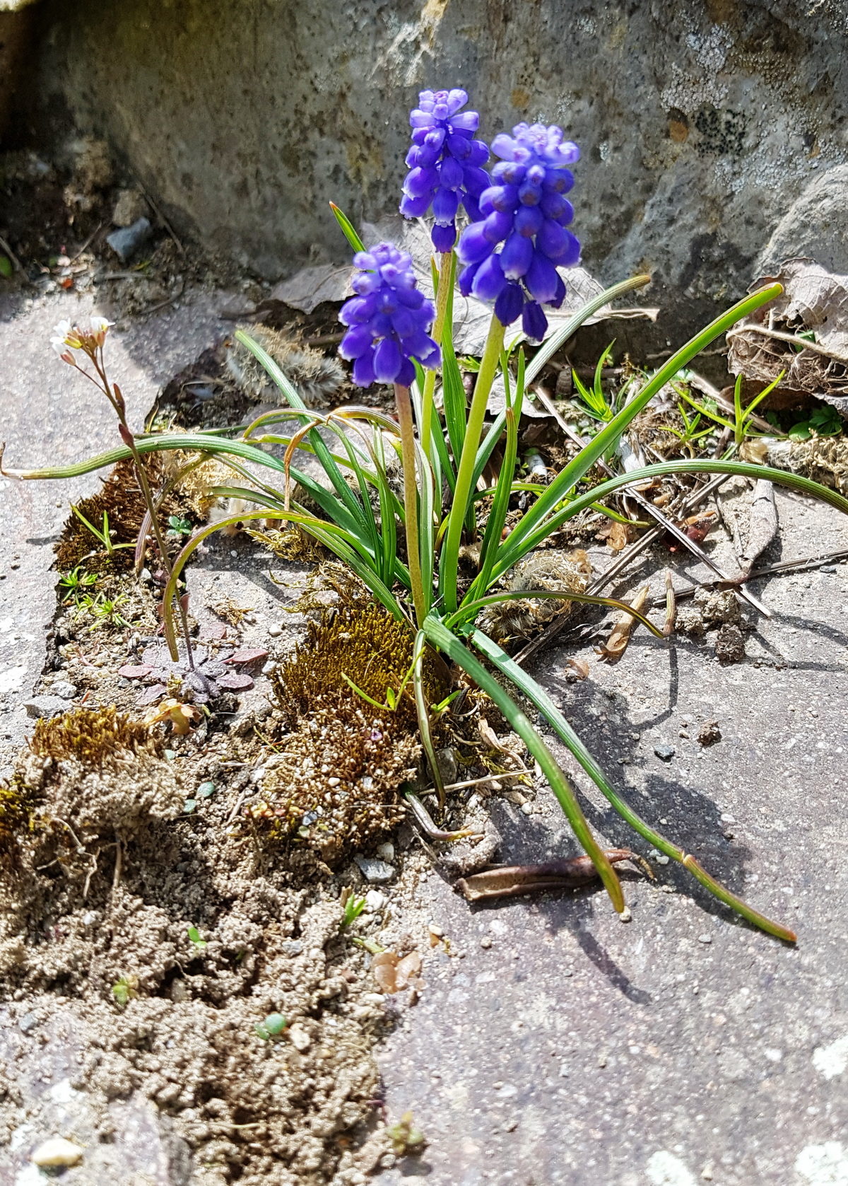 Trauben-Hyazinthe in Natursteinfugen