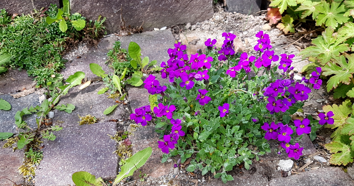 Blaukissen in Natursteinfugen