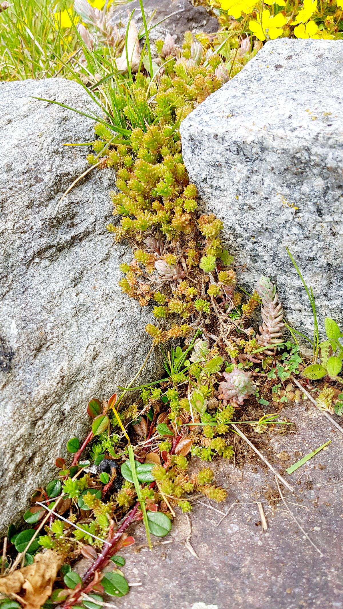 Sedum in den Fugen