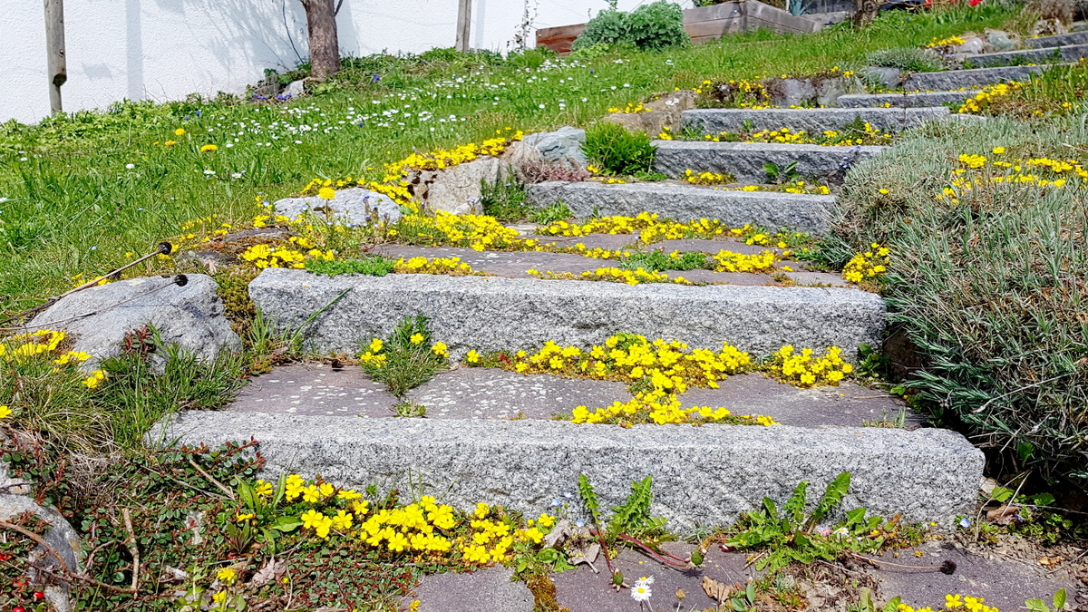 Pflanzen für die Natursteinfugen