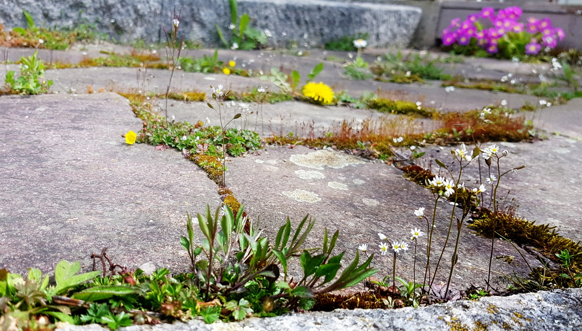 Pflanzen für die Natursteinfugen