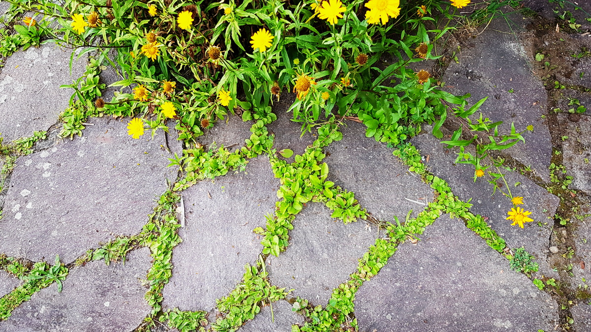 Schwerblättriger Alant in Natursteinfugen durch Samen vermehrt