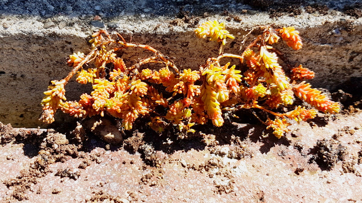 Sedum in Natursteinfugen durch Ableger vermehrt