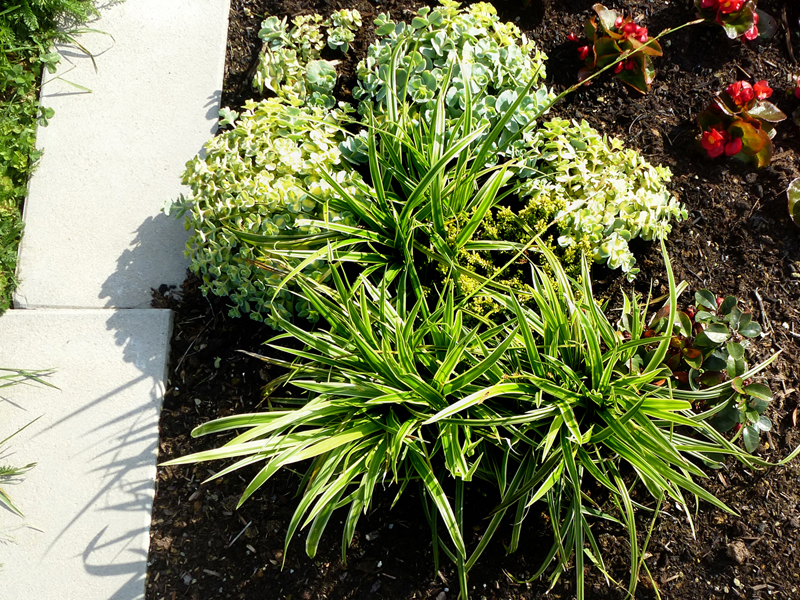 Temporäre Bepflanzugn mit Sommerblumen Temporäre Bepflanzugn mit Sommerblumen