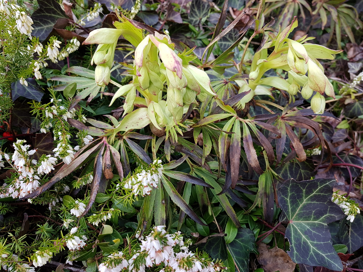 Nieswurz Helleborus niger und Winter-Erika