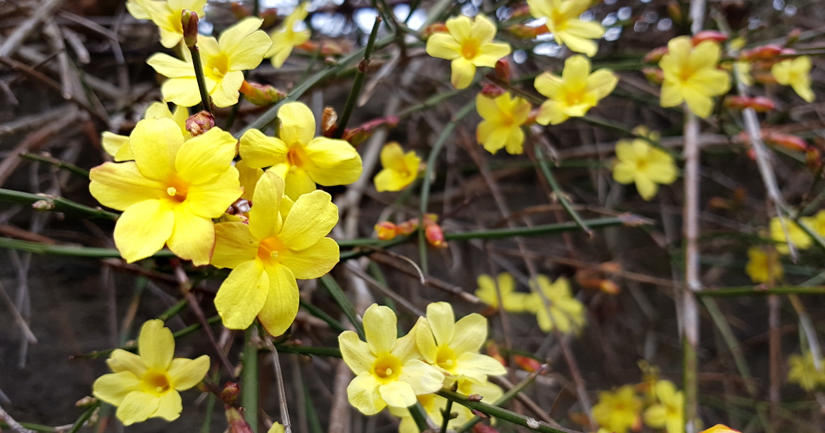 Jasminum nudiflorum - Gelber Winter-Jasmin