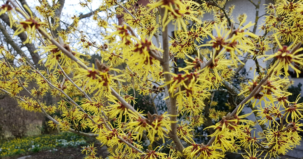 Hamamelis intermedia -Zaubernuß 