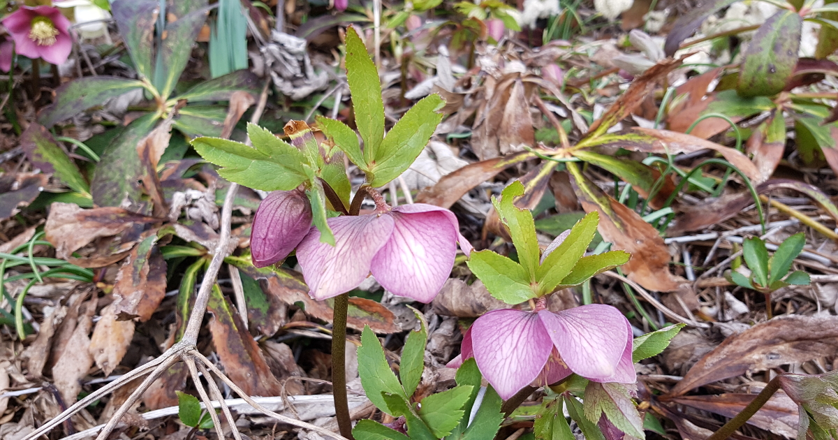 Christrose Helleborus niger