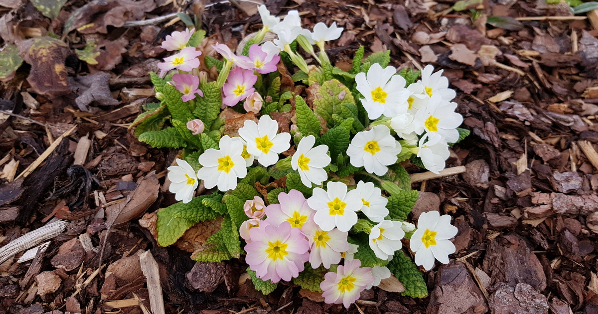 Primula in Sorten