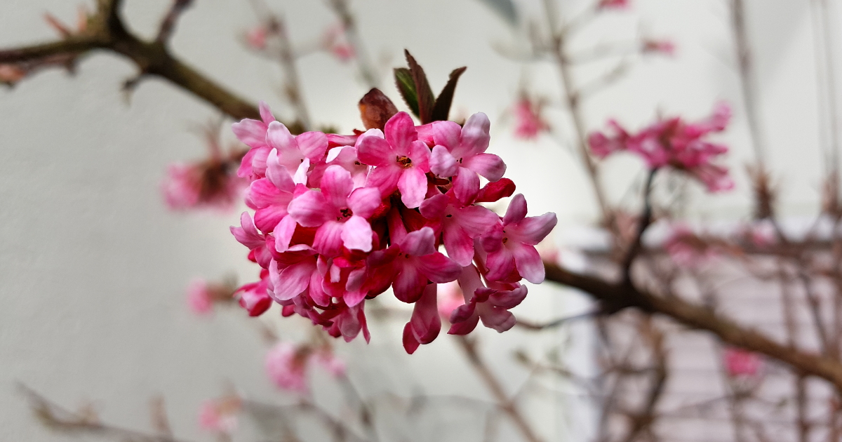 Winterschneeball - Viburnum bodnantense