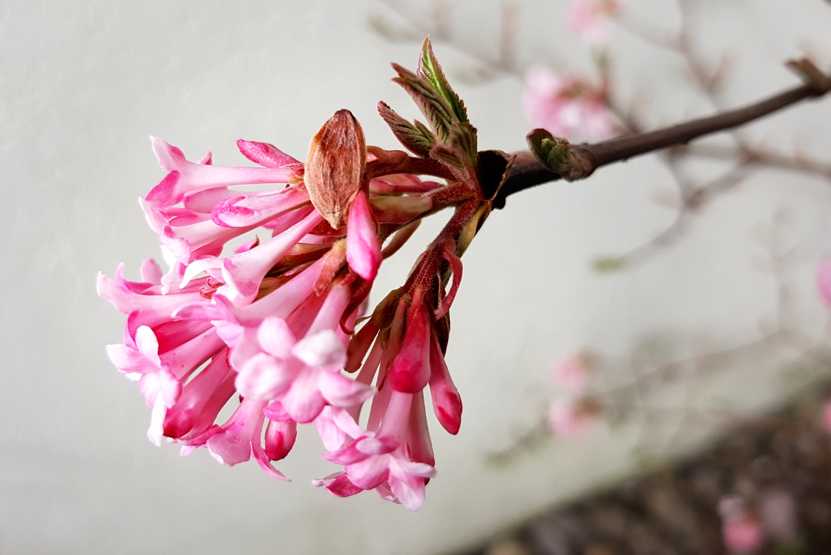 Winterschneeball - Viburnum bodnantense