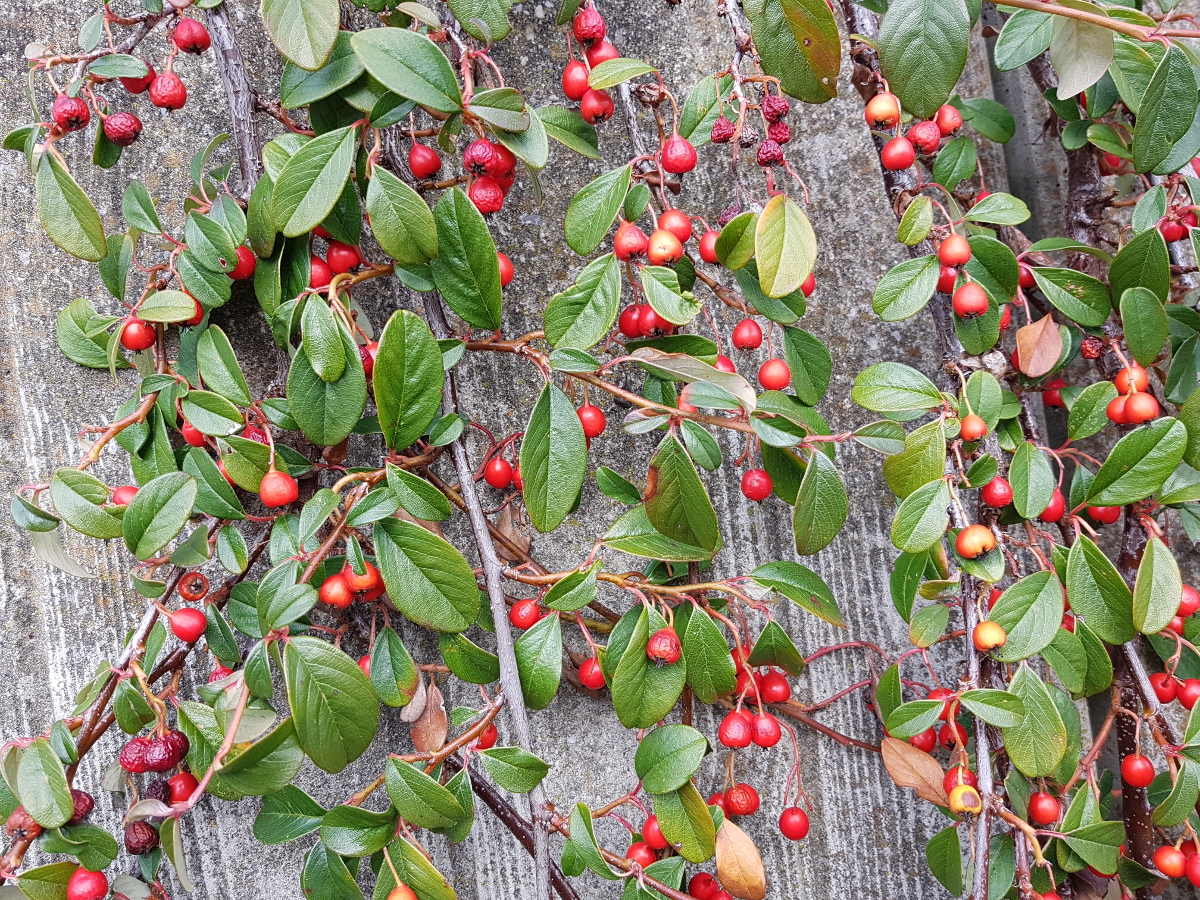 Cotoneaster Radicans