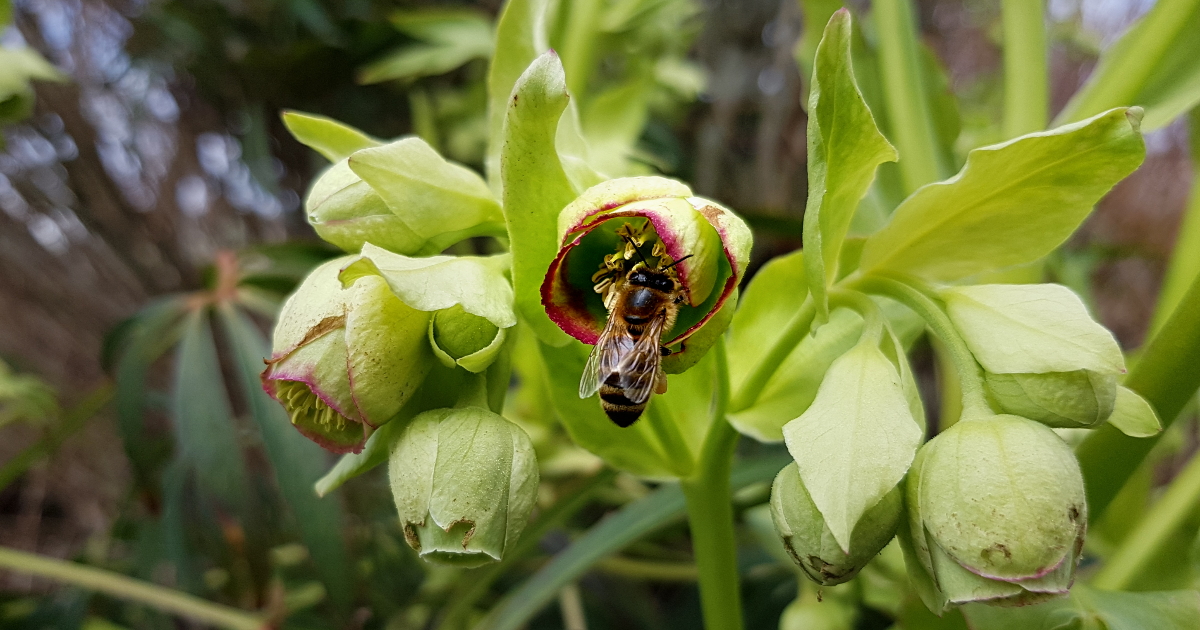 Helleborus foeditus - Stinkene Nieswurz mit Biene