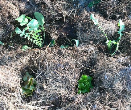 Biogemüse Biogarten Mulch Rettich Kohlrabi Biogemüse Biogarten Mulch Rettich Kohlrabi