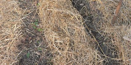 Biogarten Mulch Erbsen Möhren Biogarten Mulch Erbsen Möhren