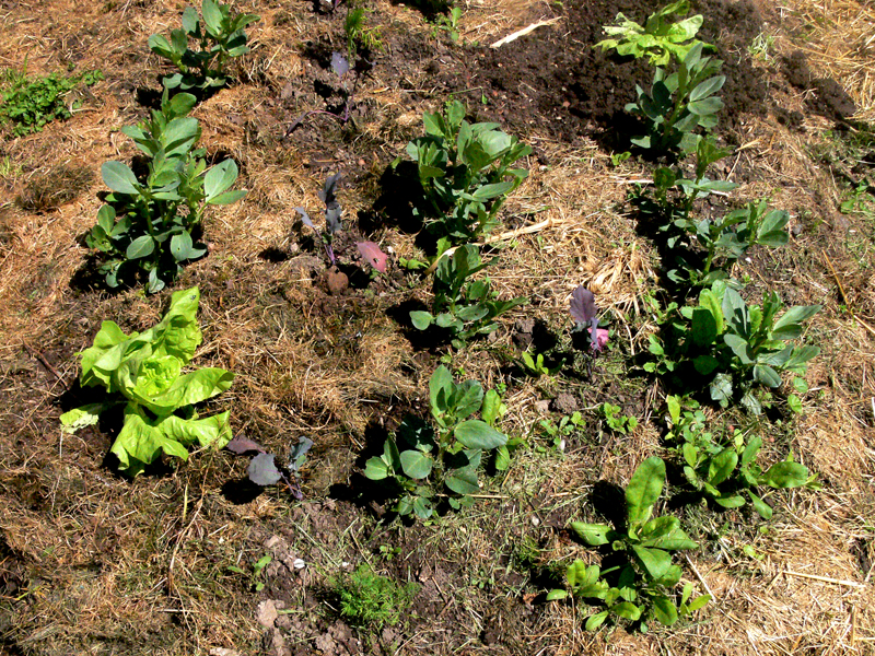 Salat GEwächshaus Dicke Bohnen